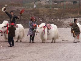 tibetans and yaks in Jiuzhaigou Valley